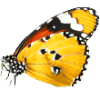 https://www.derfutternapf.com/wp-content/uploads/2019/08/butterfly.png